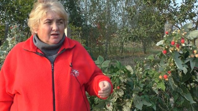 Сделав ЭТО, Получила Шикарный УРОЖАЙ МАЛИНЫ. Фрукты-ягоды смотреть онлайн