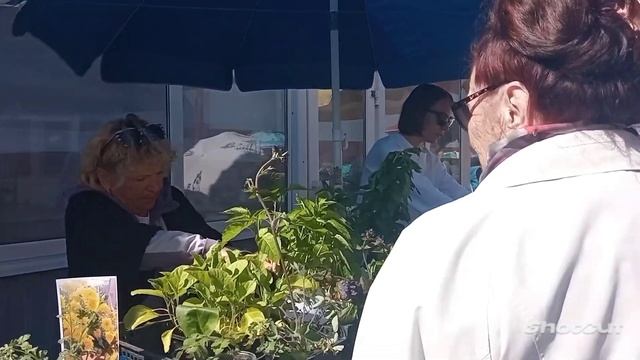 Купили деревенскую картошку на посадку. Узнали цены на рассаду смотреть онлайн