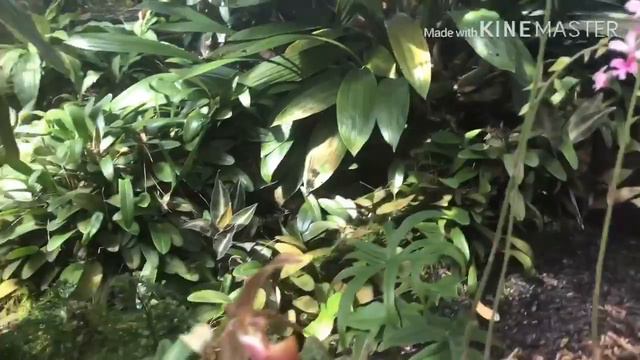 El paraíso de las Orquídeas (Botanical Garden Atlanta G.A) смотреть онлайн