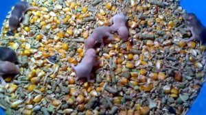 Хомячиха съела детей...