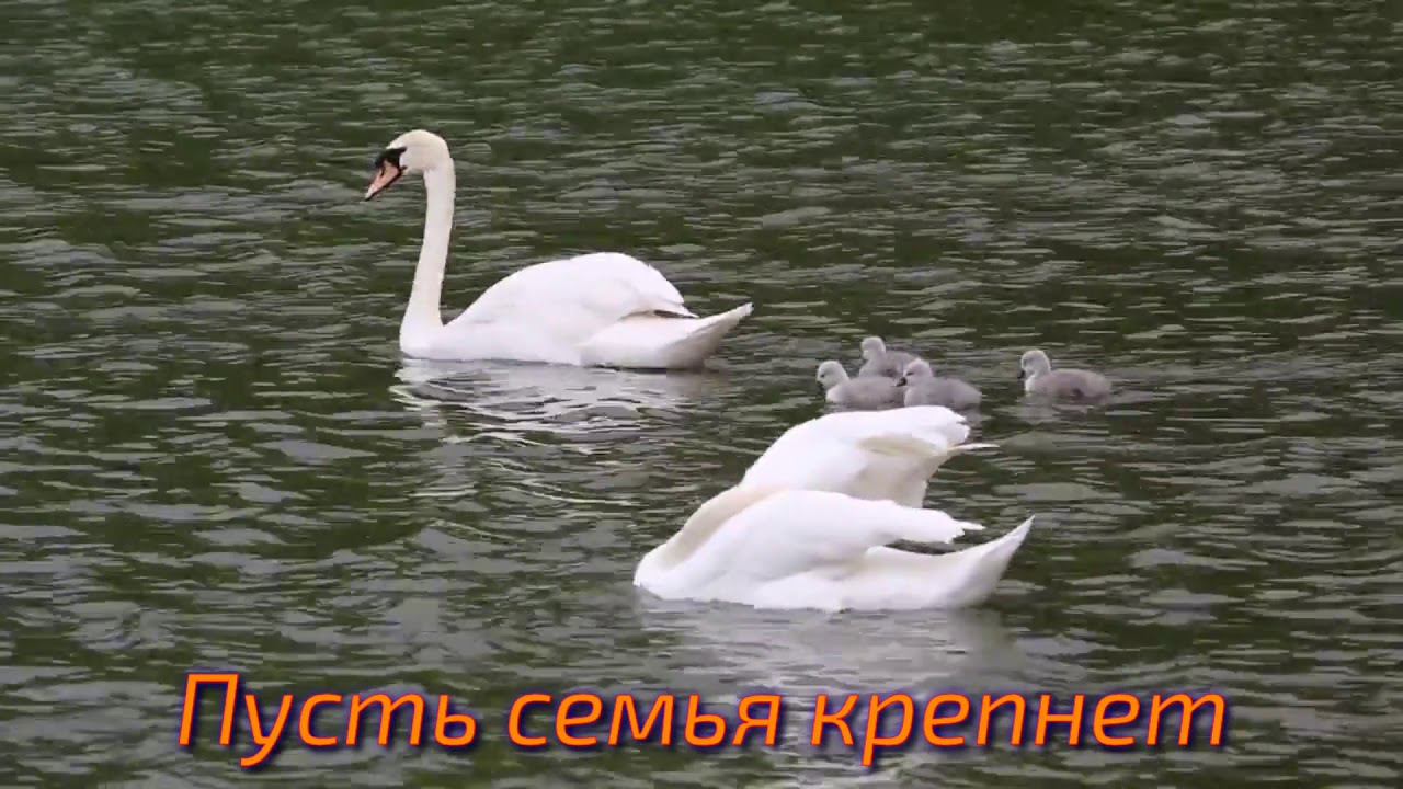 Поздравление с днём рождения! смотреть онлайн