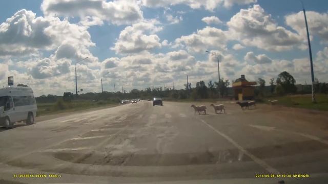 Пешеходы-овцы!