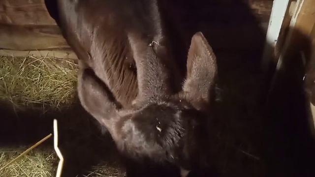 Выпаиваю телку козьим молоком смотреть онлайн