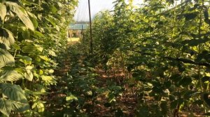 Обрезка малины Маравилла!   22 июля 2023 г.