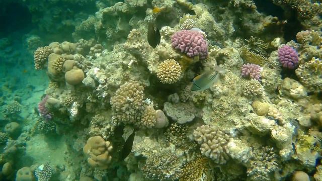 Коралловый риф отеля Island View Resort