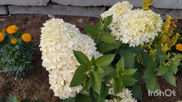 Везу ЗАКАЗЫ ?в Москву/метельчатые гортензии ПЕРЕСОРТ‼️‼️Двухлетние саженцы смотреть онлайн