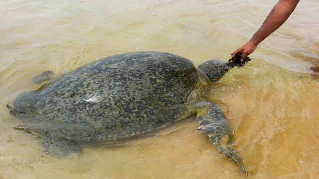 YKD Tourist Rest Hikkaduwa - Hikkaduwa - Sri Lanka