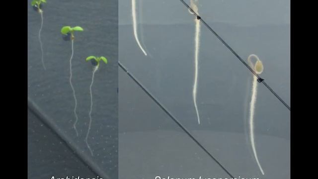 Галотропизм смотреть онлайн
