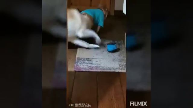 Щенки акита-ину Волгоград смотреть онлайн