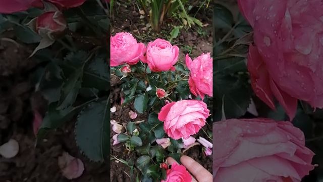 роза йеллоу Чарльз Остин и другие смотреть онлайн