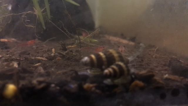 Assassin Snail Care Guide - THE TRUTH ABOUT THIS KILLER! смотреть онлайн