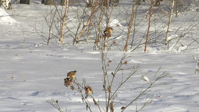 Щеглы зимой. смотреть онлайн