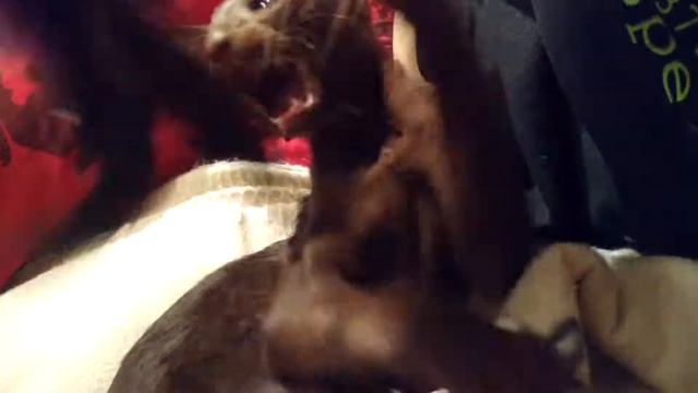 Чижик играет после сна смотреть онлайн