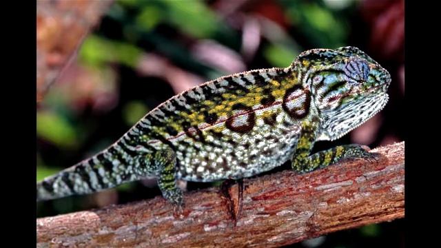 УДИВИТЕЛЬНЫЕ ФАКТЫ О ХАМЕЛЕОНАХ смотреть онлайн