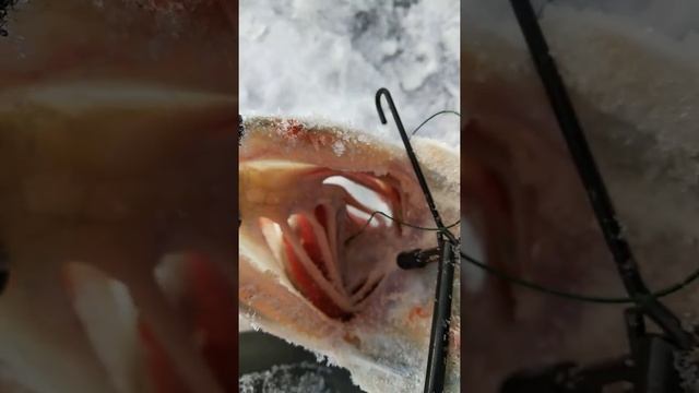 Канал Сатпаева 154км 2 щука смотреть онлайн