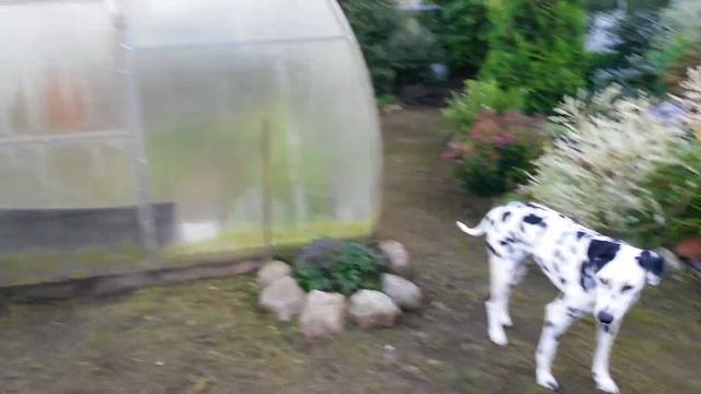 Наш мини-сад. Лето 2016. Шерочка и Грушильда. смотреть онлайн