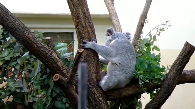 Коала ест бамбук смотреть онлайн