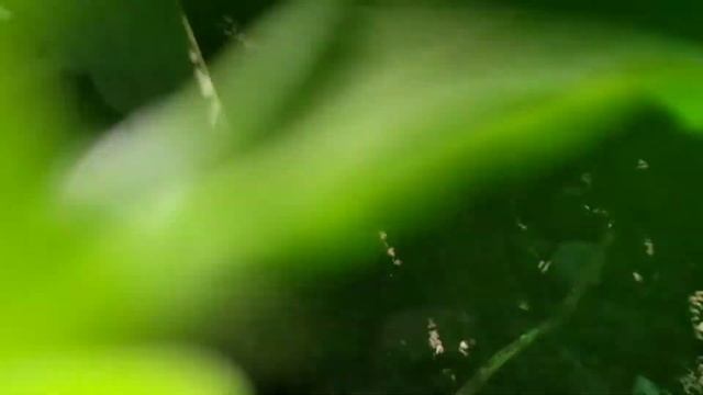 Жизнь муравья от первого лица смотреть онлайн