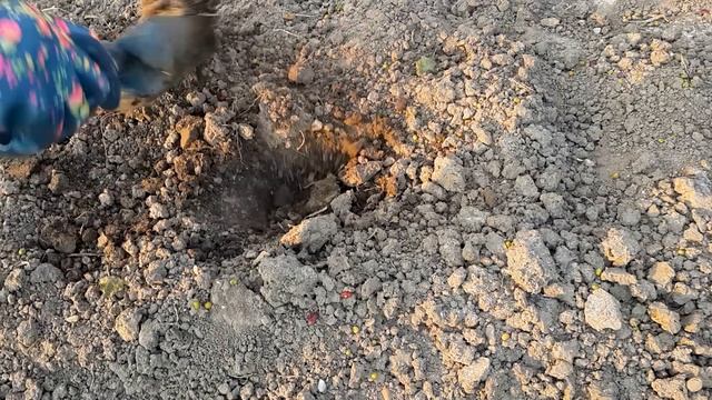 ⚠ Не выбрасывайте пасынки огурцов! Что вырастет если посадить пасынки огурцов? смотреть онлайн