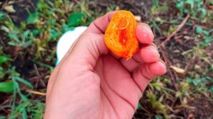 11.08.2021г. Абрикос «Робада» (Robada).