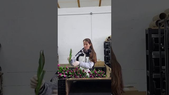 Тюльпани в теплиці🌷. Вигонка тюльпанів 🌷🌷🌷 Частина 2. смотреть онлайн