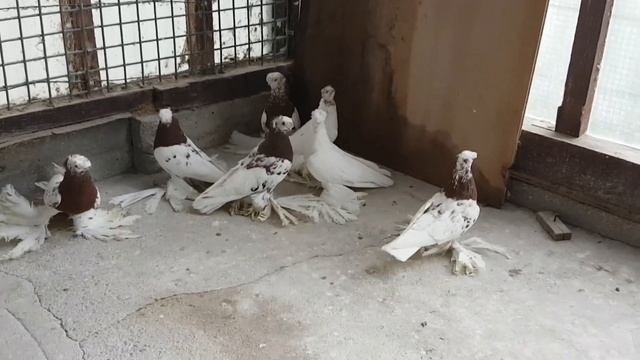 Узбекские двухчубые голуби  Виктора Файлера. Германия / Ганновер / Usbekische Tauben. Deutschland.