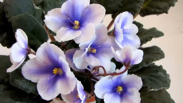 Optimara my Darling. Юлия Датта смотреть онлайн