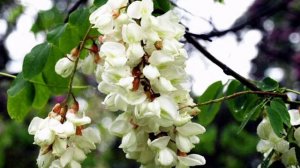 БЕЛОЙ АКАЦИИ ГРОЗДЬЯ ДУШИСТЫЕ исп. Наталия Муравьева Романс Целую ночь соловей нам насвистывал Ретр