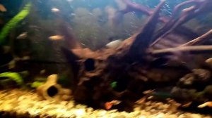 №15 ПРАВИЛЬНАЯ АЭРАЦИЯ В АКВАРИУМЕ