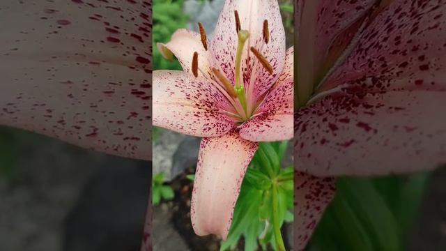 Лилия Морфо Пинк смотреть онлайн