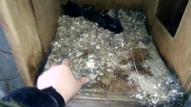 окрол крольчихи и чистка проверка гнезда смотреть онлайн