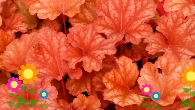 Гейхера гибридная Рио (Rio). Краткий обзор, описание характеристик, где купить саженцы смотреть онлайн