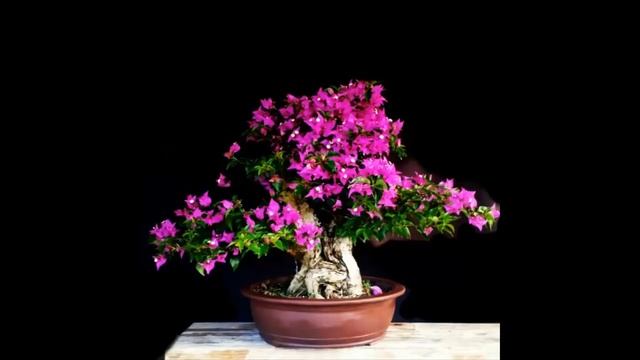 Bougainvillea Glabra Bonsai Tree #18