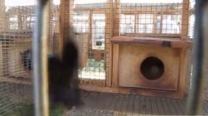 Разведение соболя в России