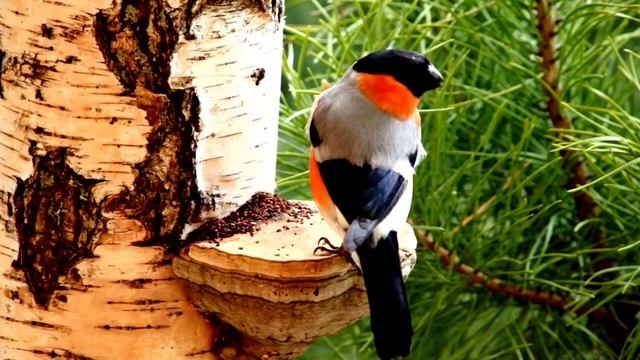 #прямой_эфир общение с друзьями Птицы в природе пение Горихвостка - лысушка пение Певчего дрозда смотреть онлайн