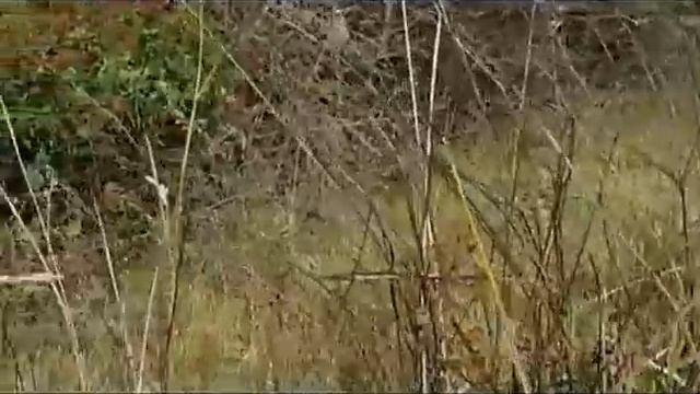 Семена эспарцета 30. 09. 13 смотреть онлайн