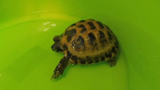 КУПАНИЕ Геркулеса 08/09/2021 года / Как дела у Натана и Афродиты ? / Среднеазиатская черепаха