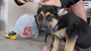 Ставим, клеим уши Крупной породе собак, Немецкой овчарке и т.д. Как поставить уши собаке