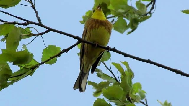Овсянка обыкновенная смотреть онлайн