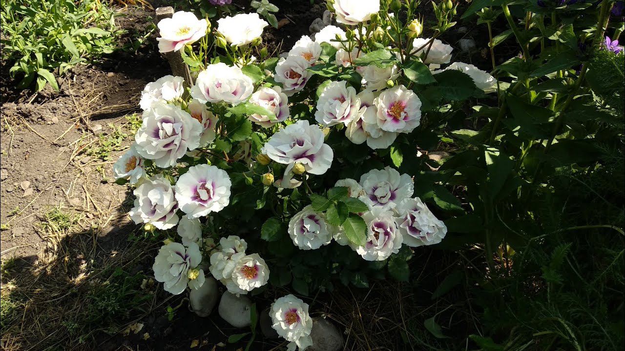 Розы. После дождя и града. #2 смотреть онлайн