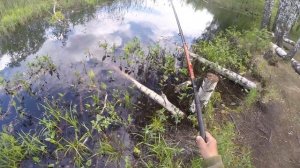 Ловля рыбы на муравья личинку (ловля рыбы на муравьиные яйца)