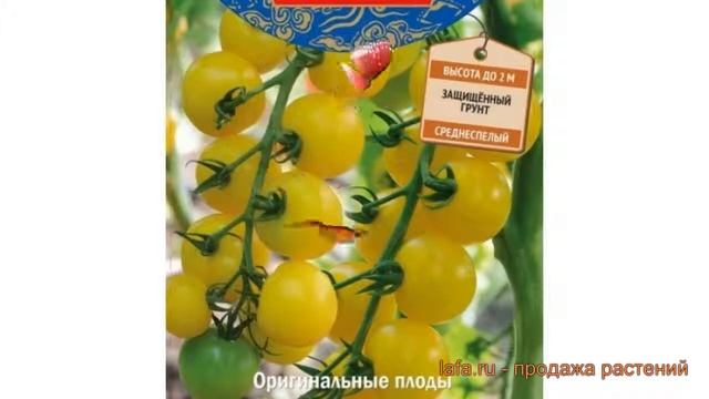 Томат обыкновенный Золотой поток F1 ? обзор: как сажать, семена томата Золотой поток F1 смотреть онлайн