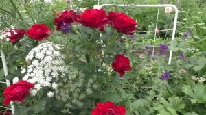 Роза чайно-гибридная  Hommage a Barbara (Омаж э Барбара). Видео обзор