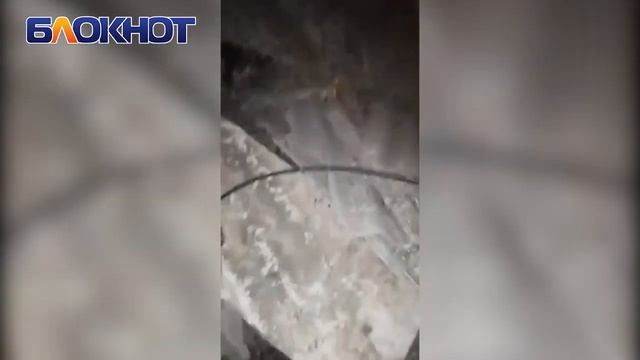 «Боишься, что на голову упадет»: по натяжному потолку в одной из квартир Волгодонска бегают мыши смотреть онлайн