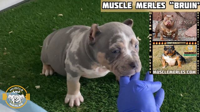 Muscle Merles Available American Bully Pups! SHAMERLE X JOHNNY RINGO puppies at 8wks old смотреть онлайн