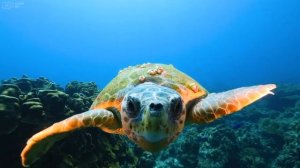 Красное море,в глубине.Under Red Sea 4K - Tropical Fish, Coral Reefs, Sea Turtle in Aquarium.