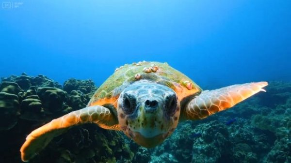 Красное море,в глубине.Under Red Sea 4K - Tropical Fish, Coral Reefs, Sea Turtle in Aquarium.