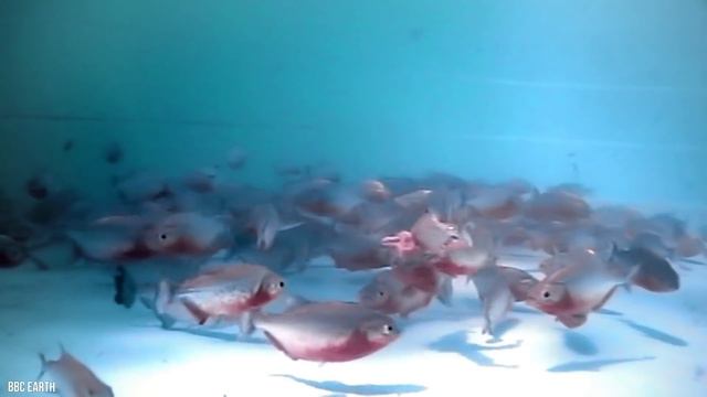 11 Deadliest River Animals In The World смотреть онлайн