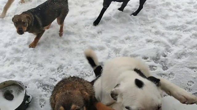 Последние бзики Зимы? смотреть онлайн