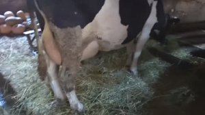 Размер стойла для коровы.